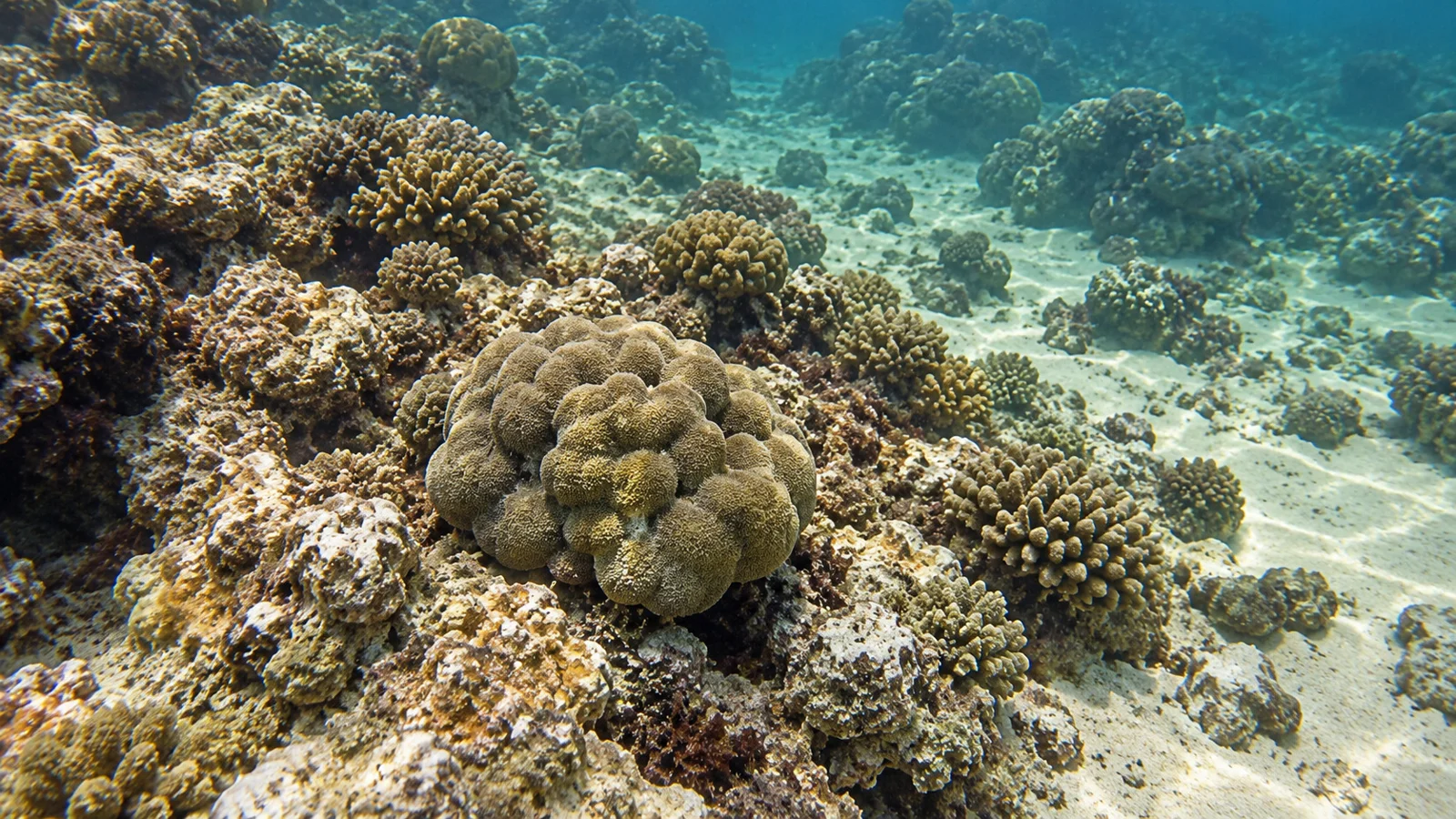 Coral habitat in the Kapalua Bay reef landscape