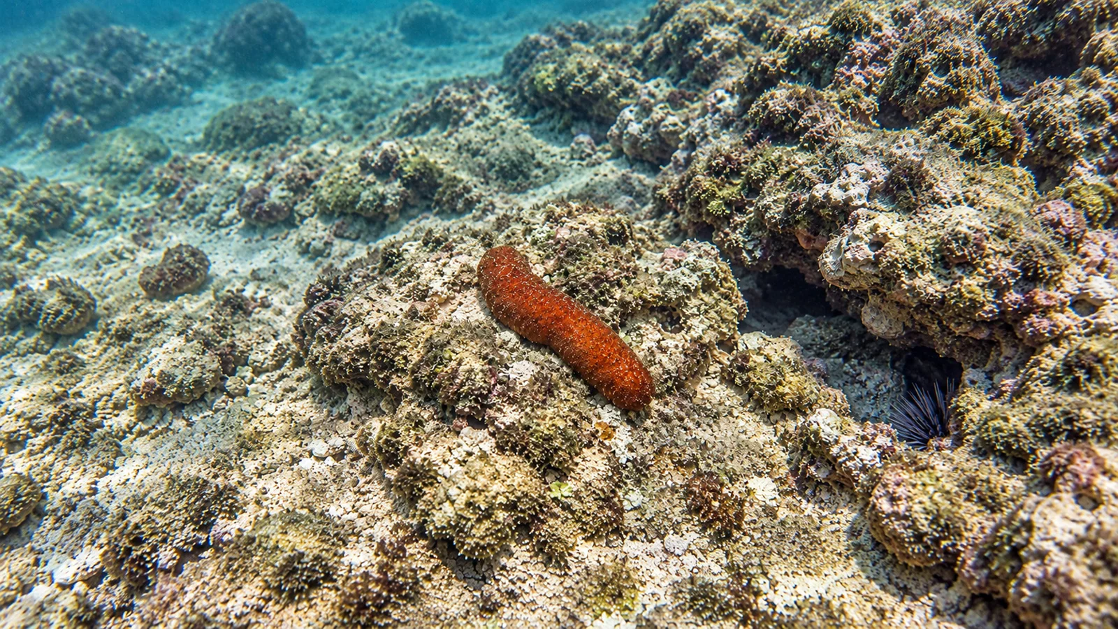The small residents have big stories. Kapalua Bay.