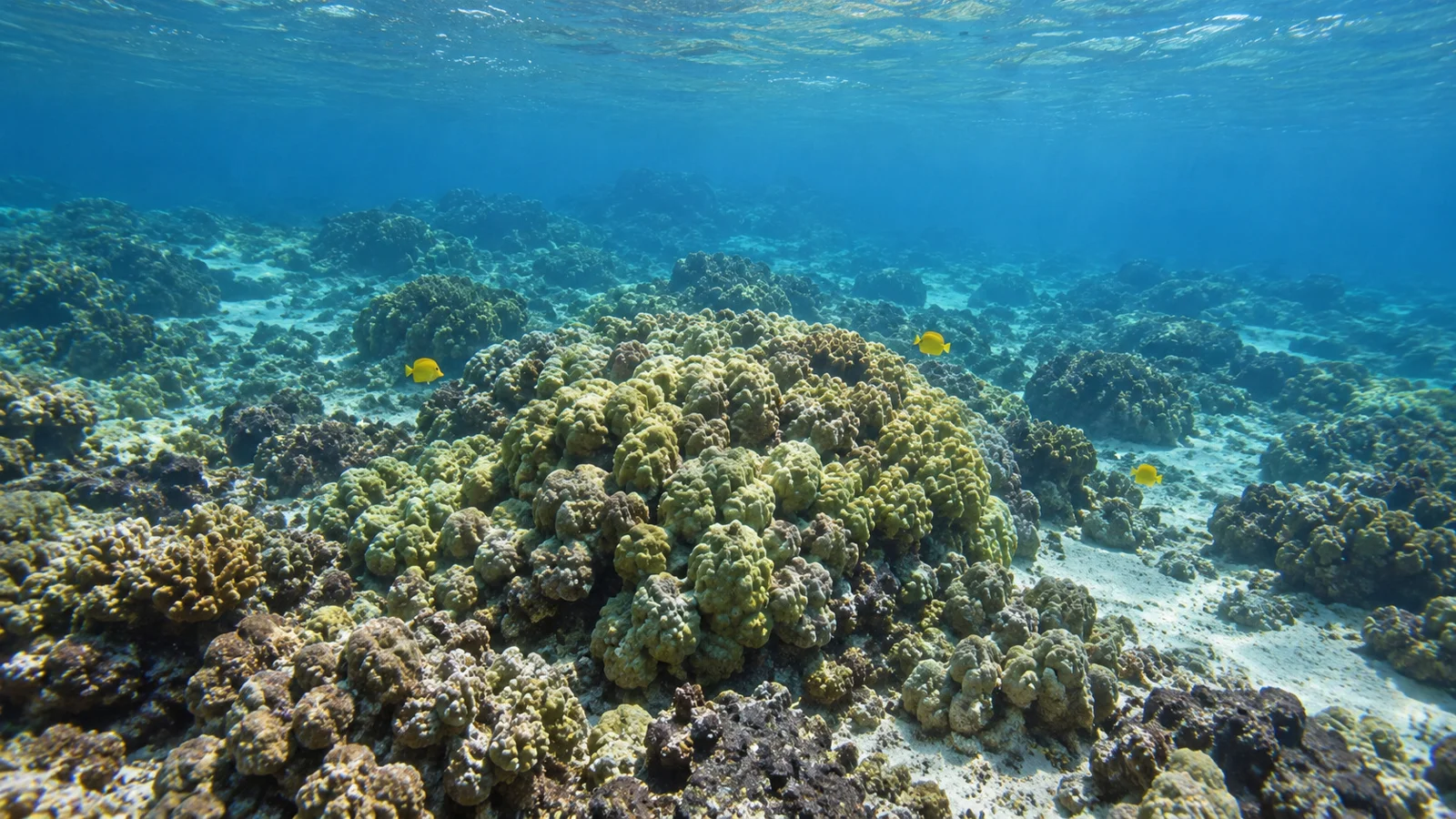 A landscape made of living things. Olowalu reef.
