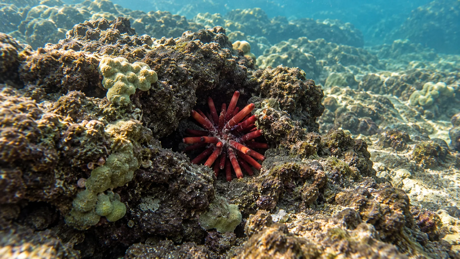 Stay with the details. Olowalu reef.