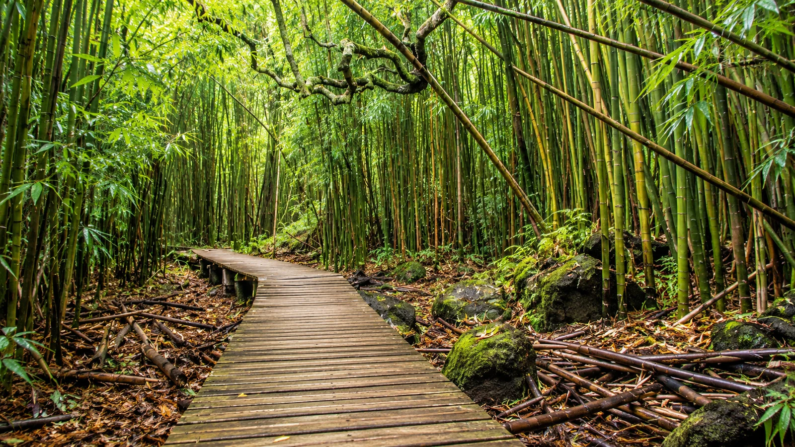 A boardwalk through the Pīpīwai bamboo forest