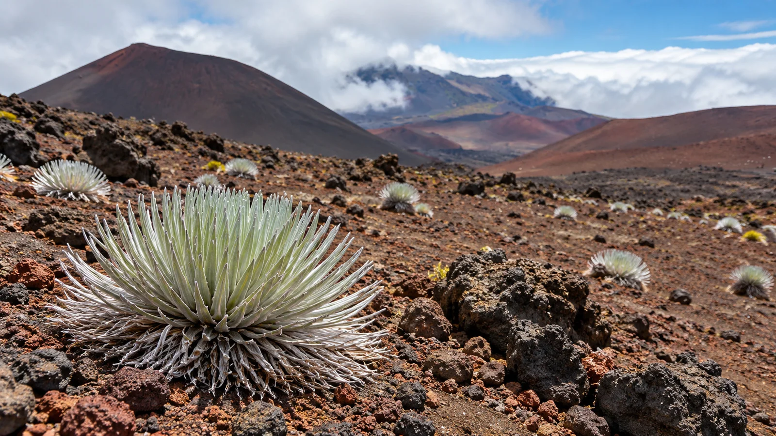Meet the mountain’s smaller wonders. Sliding Sands.