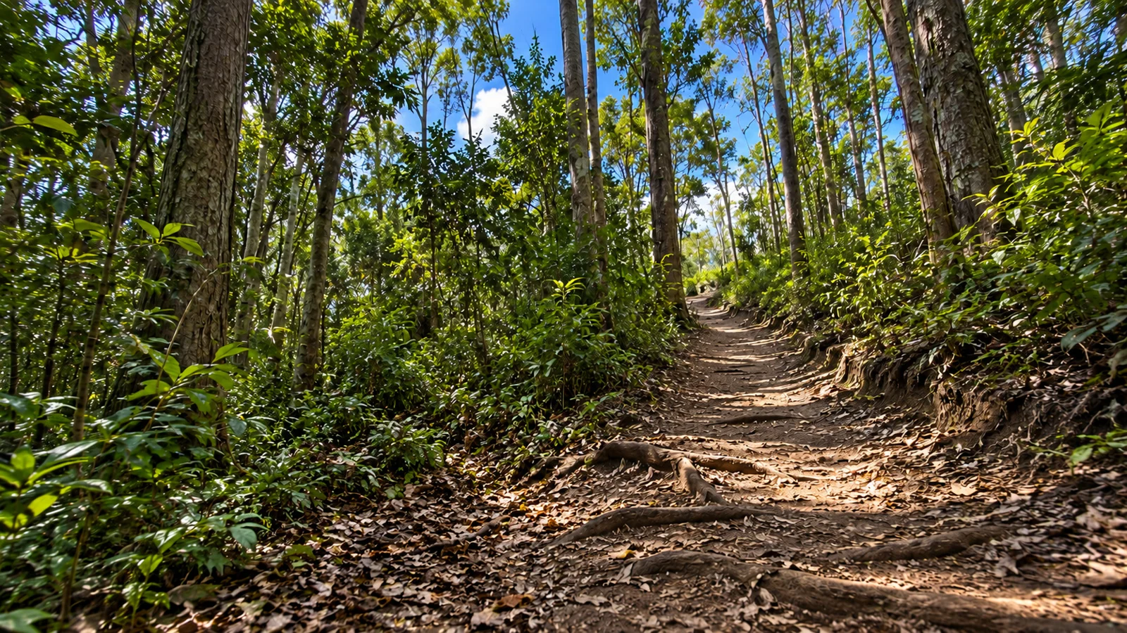 The forest is part of the walk. Waiheʻe Ridge.
