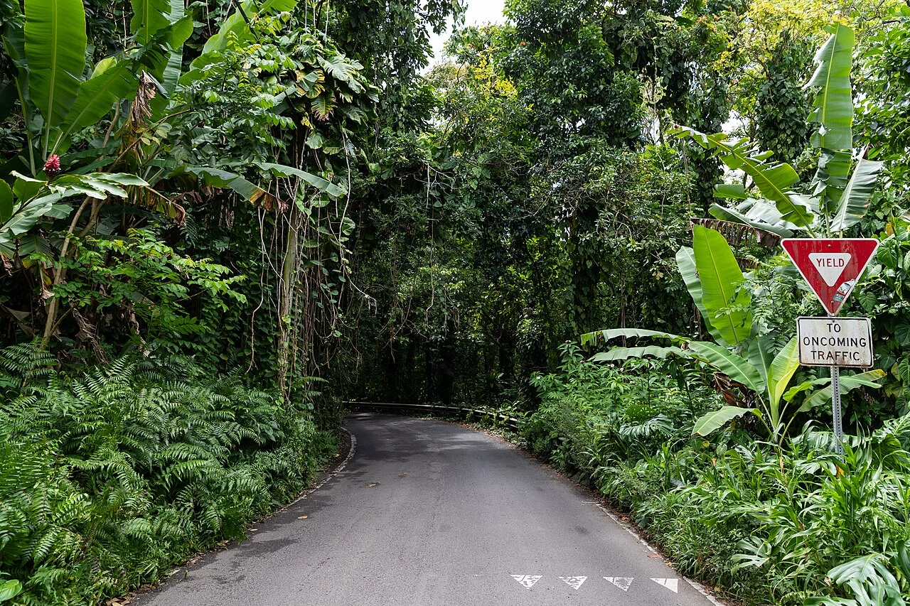 Hāna Highway winding through rainforest above the Maui coastline