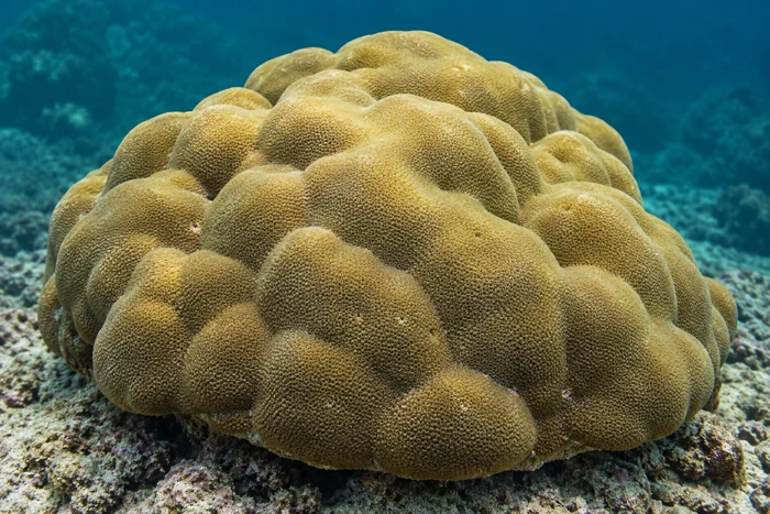 Lobe coral
