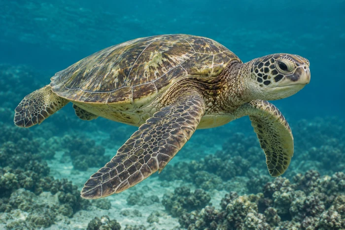 Hawaiian green sea turtle