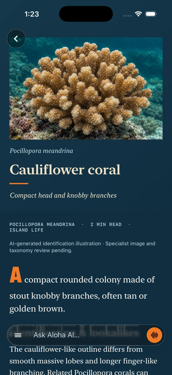 An Island Life coral story